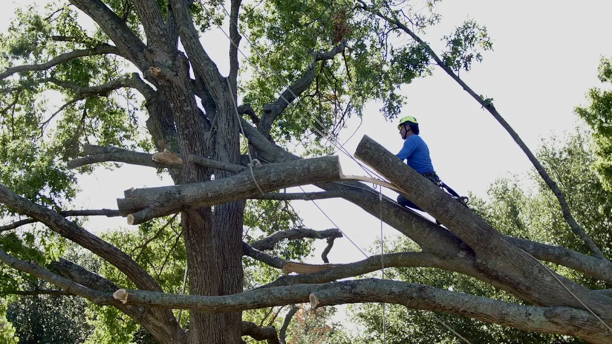 Professional Hazardous Tree Removal performed by certified arborists in Kingsbury