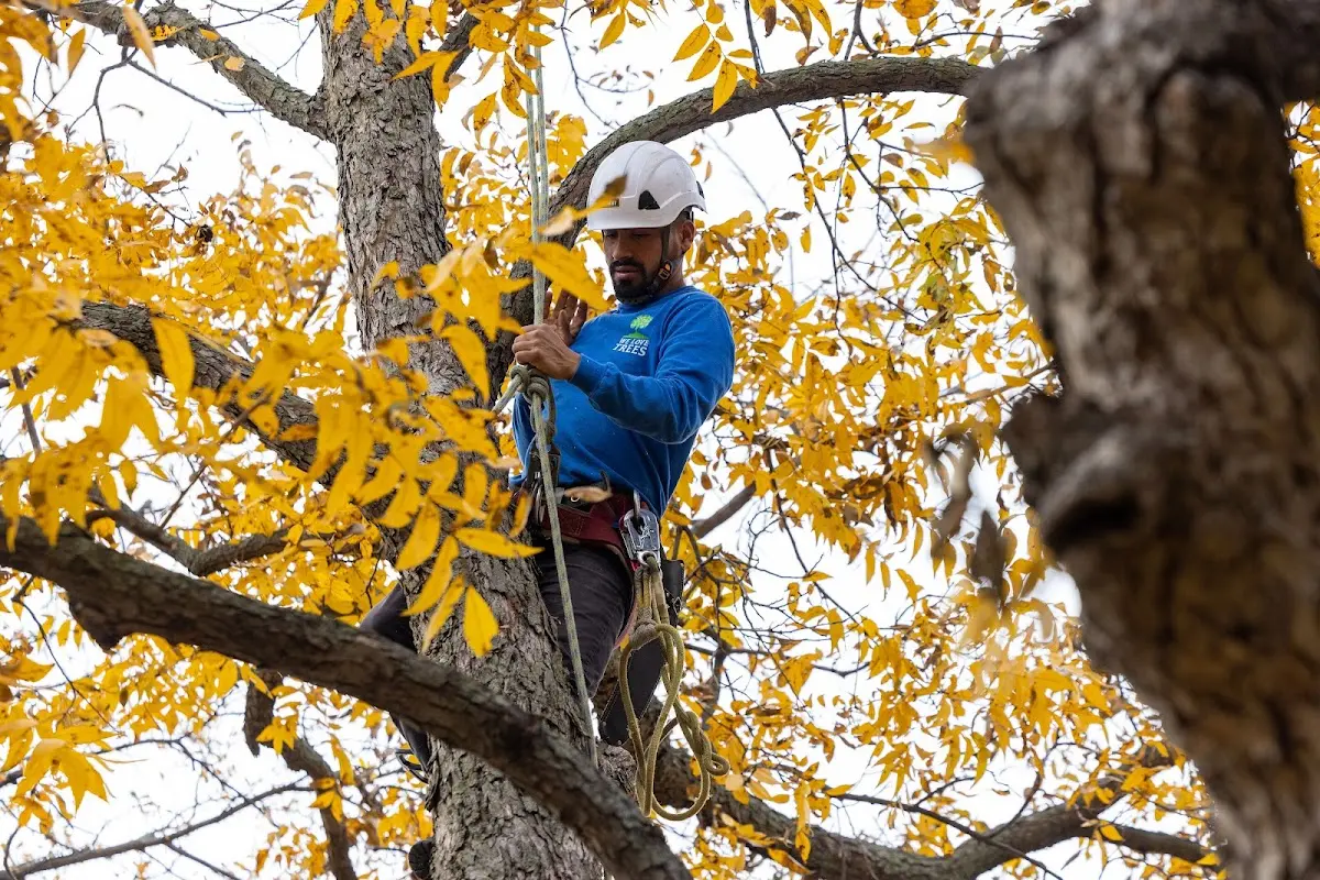 Skilled Tree Trimming crew working in Kingsbury
